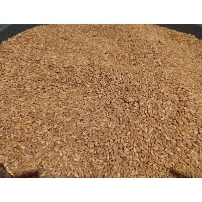 

Terlaris Biji Gandum Benih Rumput Gandum Utuh Kemasan 5 Kg