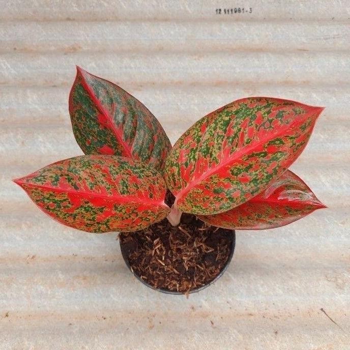 

bibit tanaman hias aglonema red Stardust - aglo - pohon aglonema Red Merah Pupuk