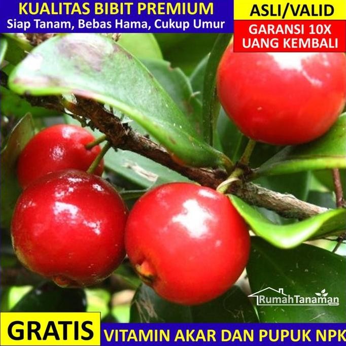 

Bibit Beach Cherry Asli Bergaransi, Pohon Beach Cherry Unggul Valid