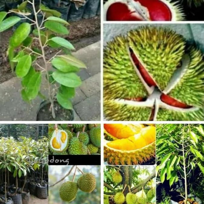 

Paket murah!! bibit pohon durian 3pohon
