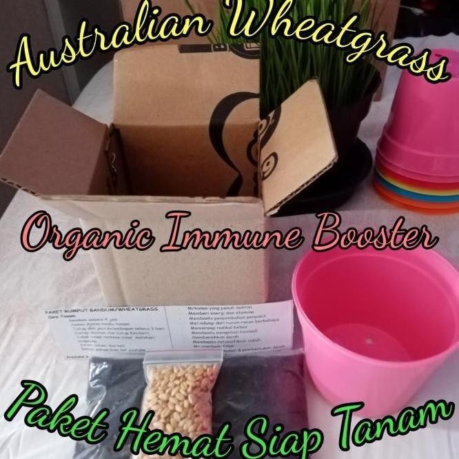 

Terlaris Ankn Paket Murah Benih Gandum Wheatgrass 25 Gram