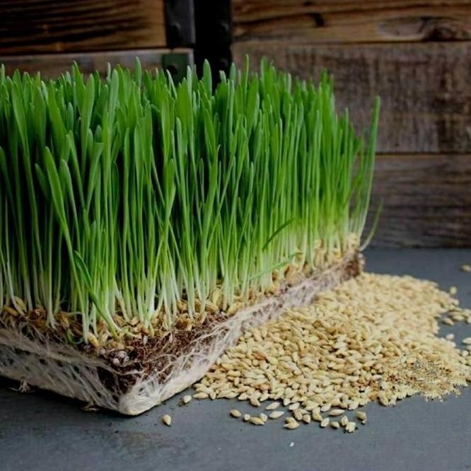 

Terlaris 1000Gr Organic Wheat Grass Seeds Wheatgrass Benih Catgrass Gandum 1Kg T_Y