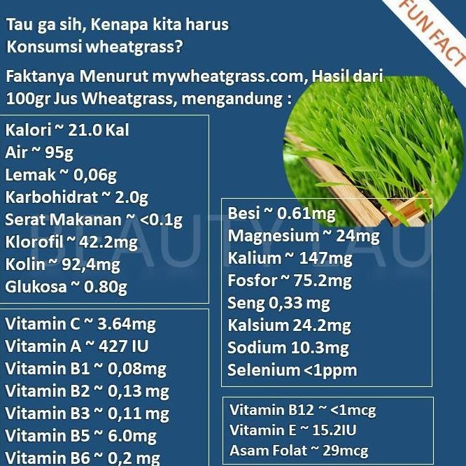 

Terlaris Ready !!! Benih Wheatgrass 1Kg Bibit Rumput Gandum Untuk Kucing Biji Wheat Grass Murah