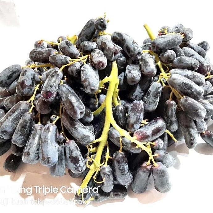 

ANGGUR HITAM MOONDROP MANIS TANPA BIJI TERMURAH