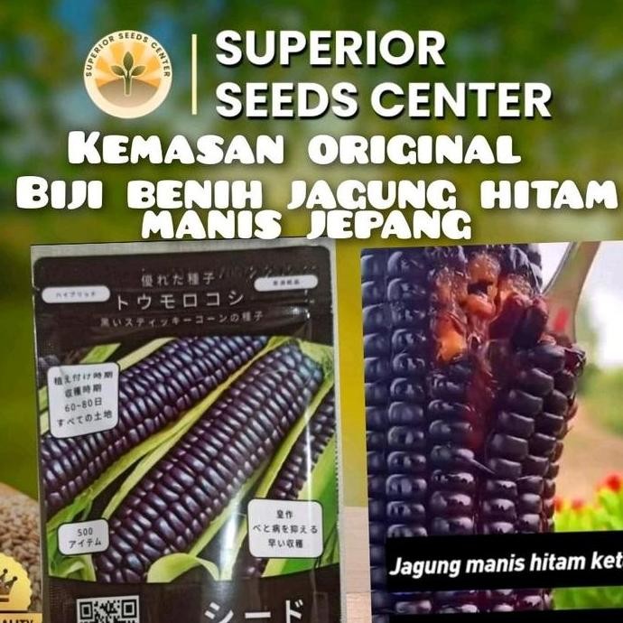 

KEMASAN ORIGINAL (500 BUTIR) BIJI BENIH JAGUNG MANIS HITAM JEPANG IMPOR F1 TERMURAH