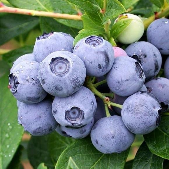 

BIBIT BENIH BIJI BUAH BLUEBERRY IMPORT VACCINIUM FORMOSUM ISI 25 BIJI TERMURAH