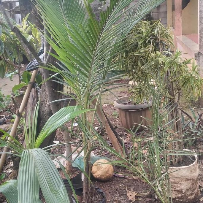 bibit pohon kelapa tinggi 2 meter  PREMIUM