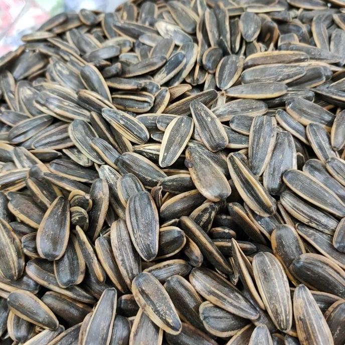 

BIJI KUACI MATAHARI SUPER 500GR TERMURAH