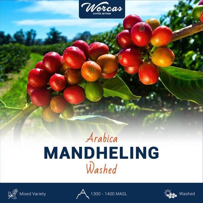 

SUMATRA MANDHELING ARABICA GREEN BEAN 1KG (BIJI KOPI MENTAH) TERMURAH