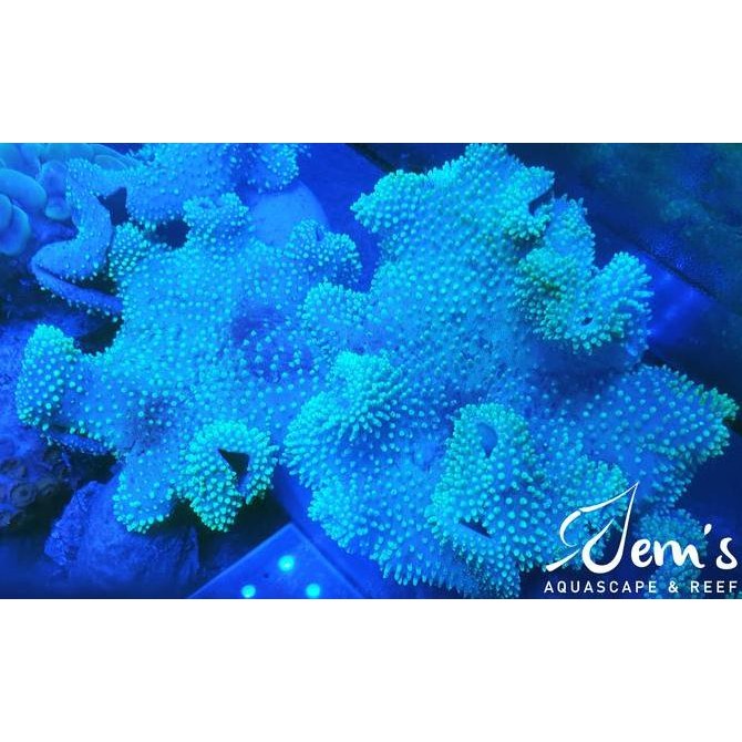 Coral Payungan Bulu Hijau (Green Toadstool Mushroom Leather Coral) murah