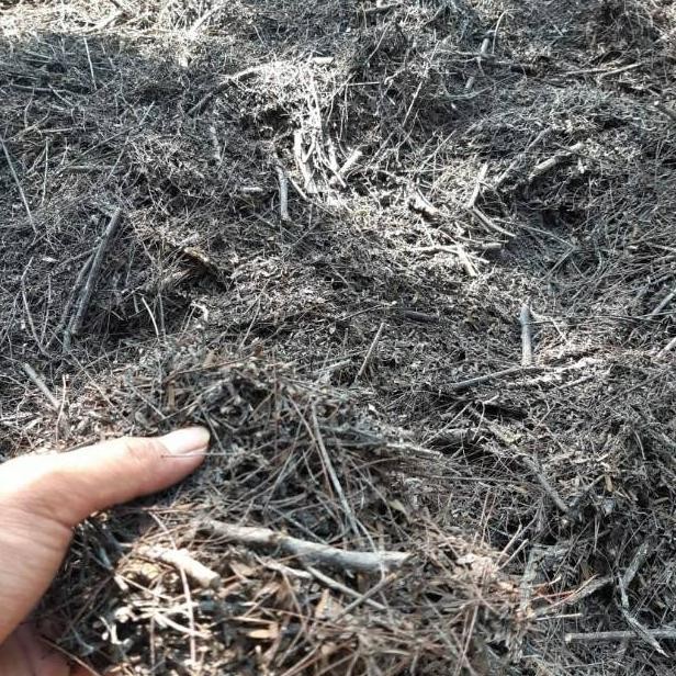 Media tanam kaliandra