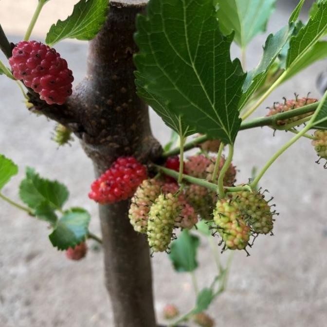 Bibit Tanaman Murbei Berbuah - Buah Segar Langsung dari Pekarangan Anda GENJAH