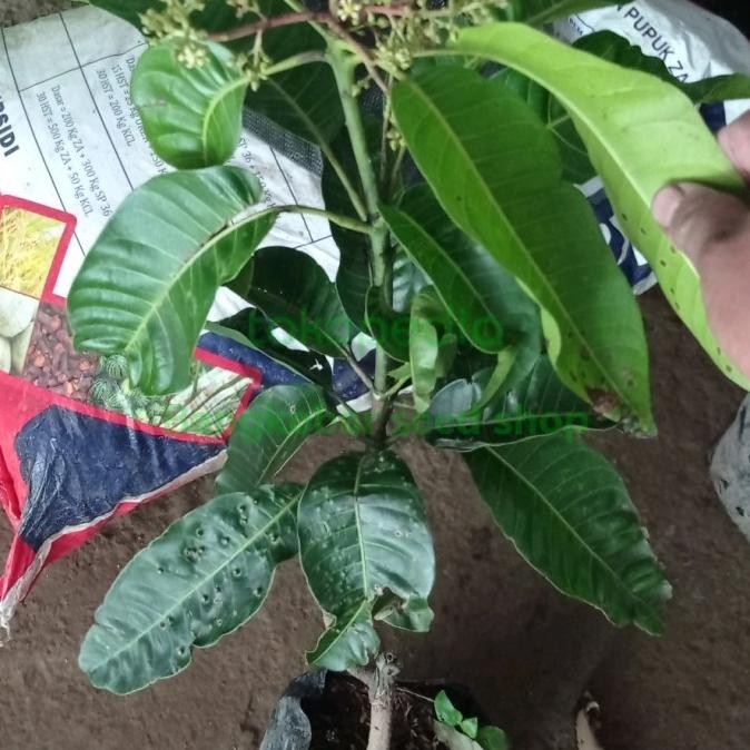 Bibit tanaman buah mangga irwin sudah berbunga fres PREMIUM