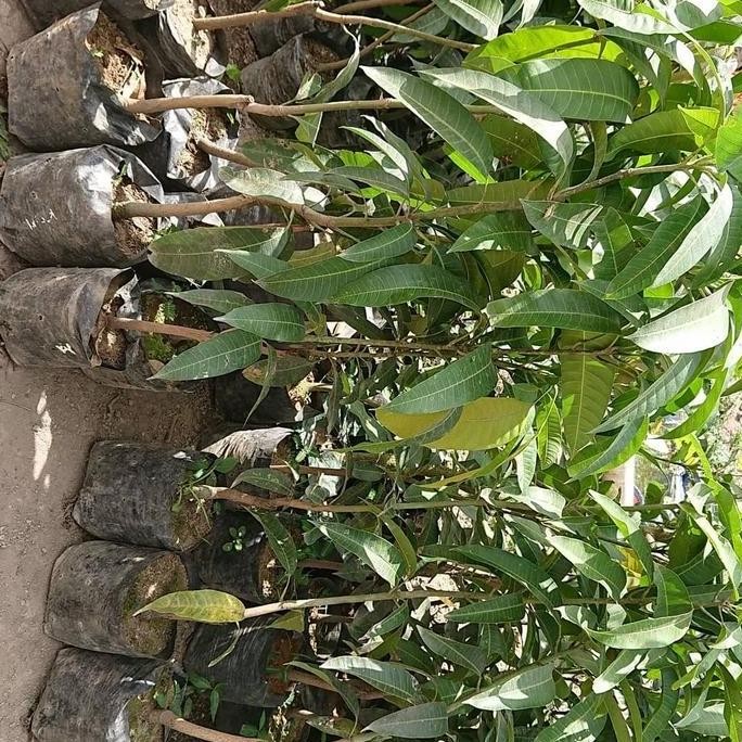 Bibit Tanaman Mangga Irwin 1 Meter-Pohon Mangga Irwin Tabulampot PREMIUM