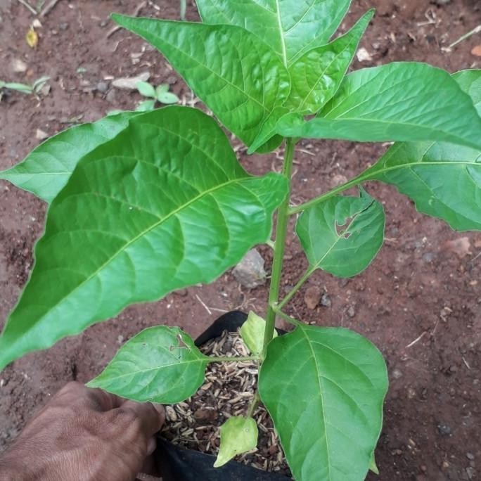 Bibit Tanaman Buah Cabai Rawit Setan - Pohon Buah Cabai a GENJAH