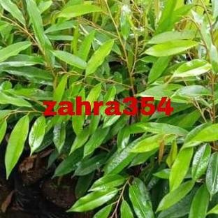 

Terlaris Bibit Durian Bawor Okulasi 50Cm