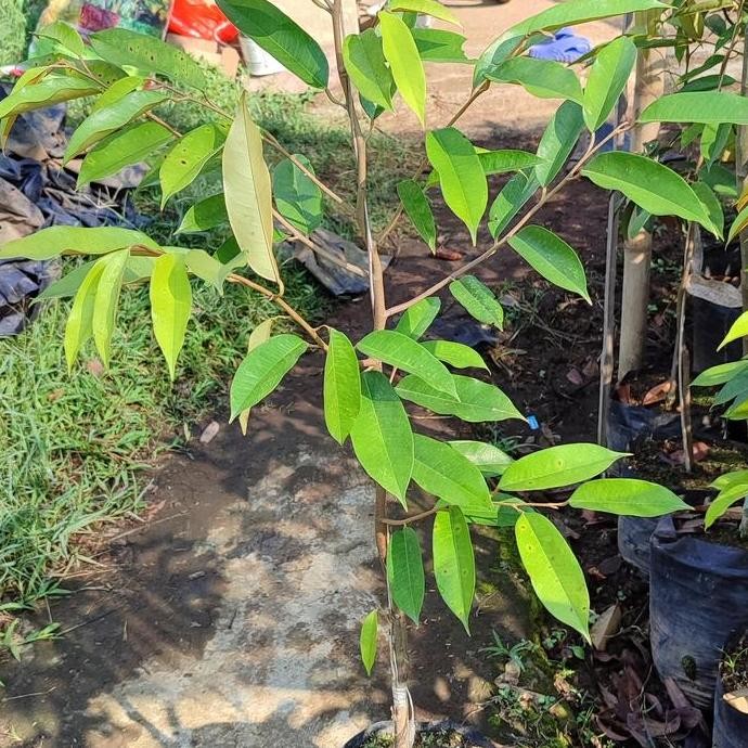 

Terlaris Bibit Durian Oche/Durihitam