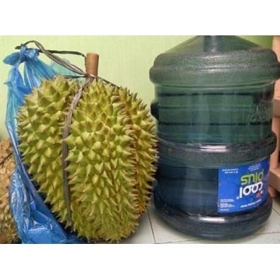 

Terlaris Bibit Durian Montong Kaki 3 Kaki Tiga Unggul
