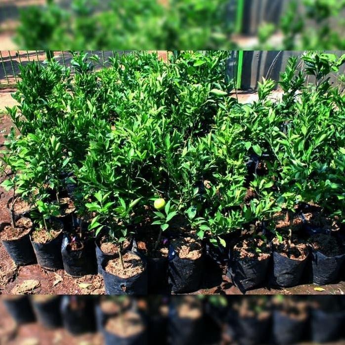 

Terlaris Bibit Pohon Jeruk Nipis Tanaman Buah Herbal