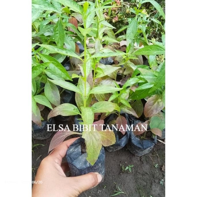

Terlaris Paling Laku !! Bibit Sambiloto (Herbal) Super (Beli 5 Gratis 1)
