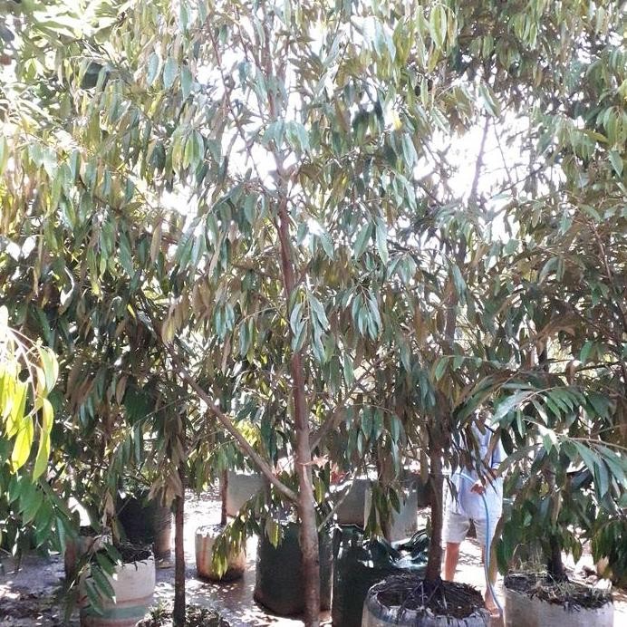 

Terlaris Bibit Durian Musangking Siap Buah