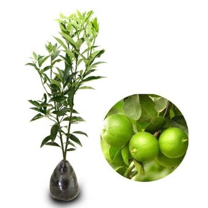 

Terlaris Bibit Buah Jeruk Nipis