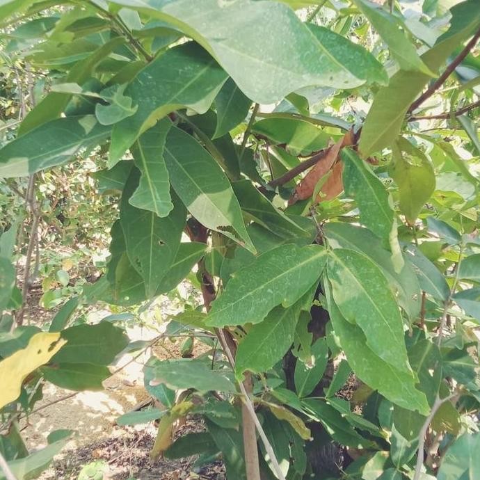 

Terlaris Bibit Besar Jambu Air Black Kingkong