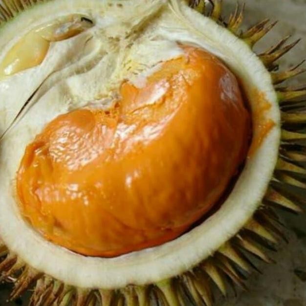 Terlaris Bibit Pohon Durian Lay
