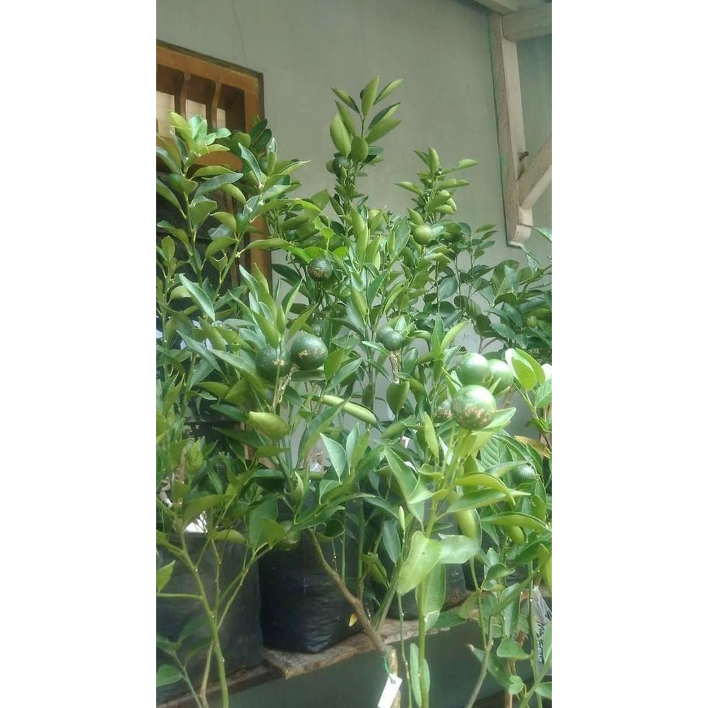 

Terlaris Bibit Jeruk Nipis/ Pohon Jeruk Nipis