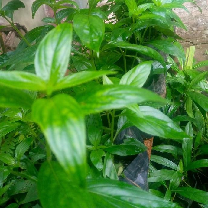 

Terlaris Bibit Tanaman Sambiloto Tanaman Herbal