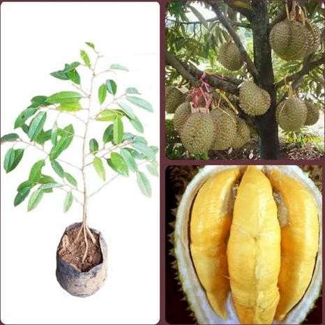 

Terlaris Bibit Durian Musangking Kaki 3 Unggul