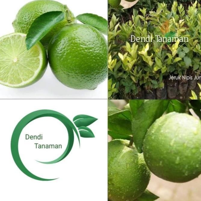 

Terlaris Bibit Pohon Jeruk Nipis Jumbo / Tanamam Jeruk Nipis Jumbo Cccc