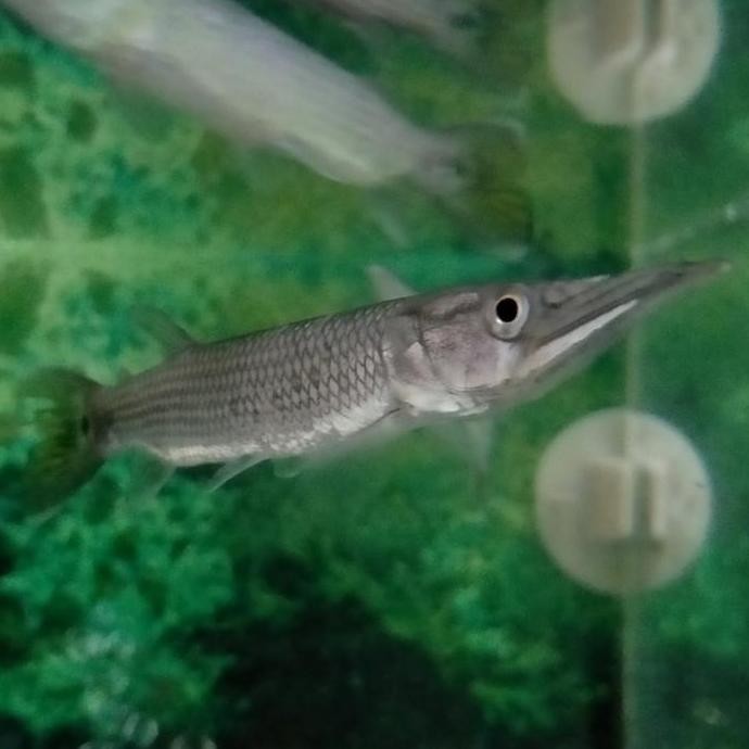 Terlaris Hiasan Aquarium Ikan Hujeta Gar Barracuda Ikan Air Tawar Tankmate