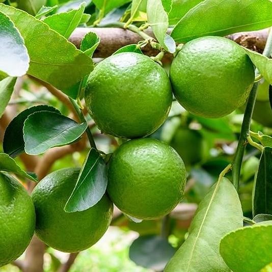 

Terlaris Bibit Jeruk Nipis Okulasi Super Unggul Cepat Berbuah