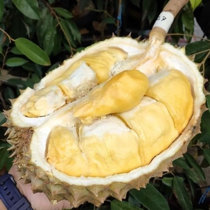 

Terlaris Bibit Tanaman Buah Durian Bawor