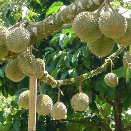 

Terlaris Bibit Durian Duri Hitam Kaki 3
