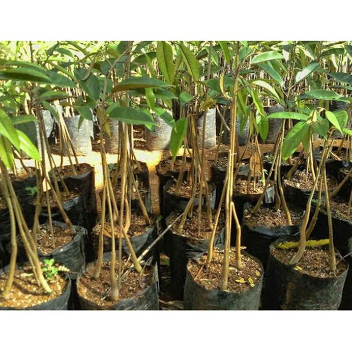 

Terlaris Bibit Durian Bawor Kaki 3