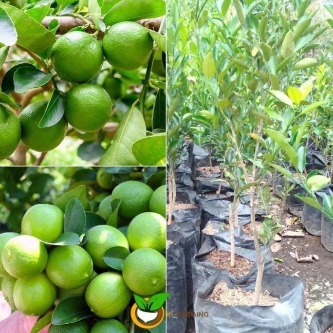 

Terlaris Paling Laris Promo Bibit Tanaman Buah Jeruk Nipis Jumbo Non Biji Cepat