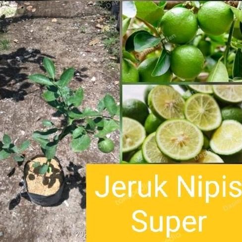 

Terlaris Tanaman Bibit Buah Jeruk Nipis Super Sudah Berbuah Lebat