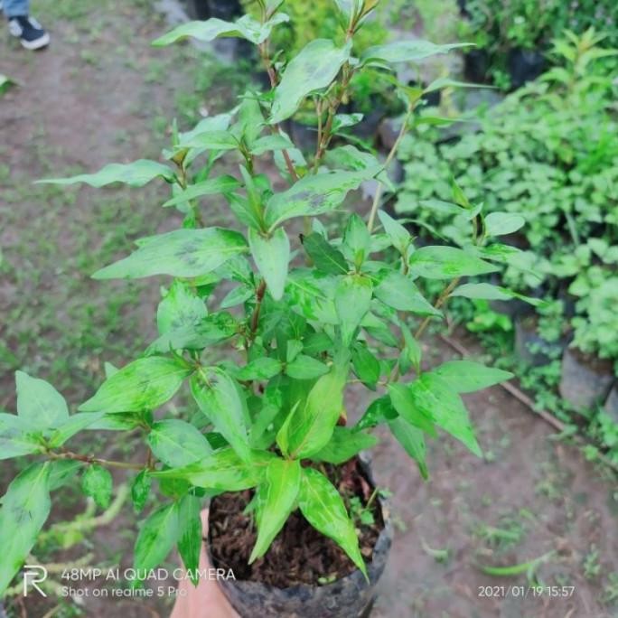 

Terlaris Promo Bibit Tanaman Daun Laksa Kesum Mint Vietnam Promo