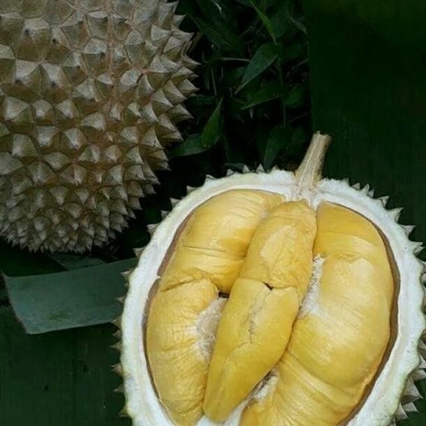 

Terlaris Bibit Durian Mentega Kaki 3 Super Unggul