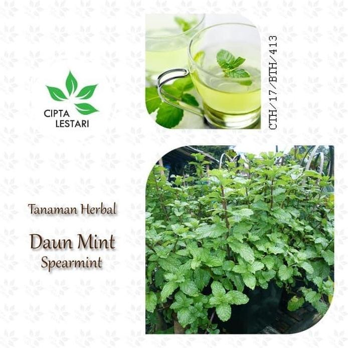 

Terlaris Bibit Tanaman Mint Spearmint - Daun Bahan Herbal - Pohon Obat