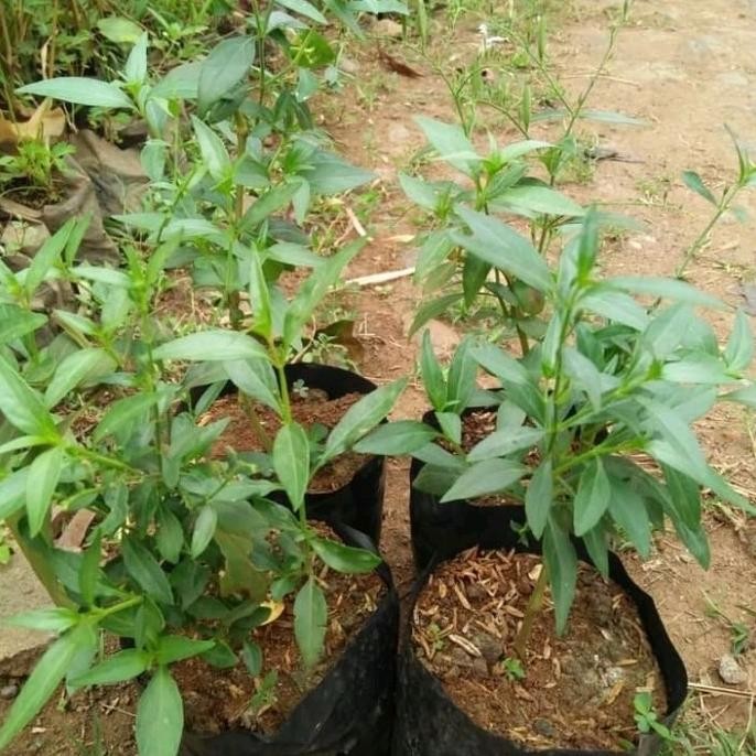 

Terlaris Bibit Sambiloto Tanaman Herbal