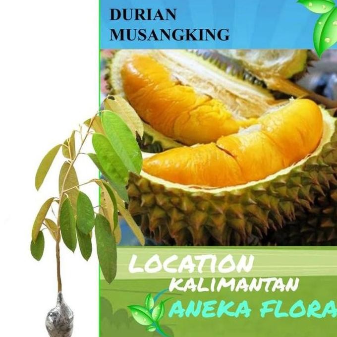 

Terlaris Bibit Tanaman Buah Durian Musang King Okulasi Unggul (1Meter Up) Beli