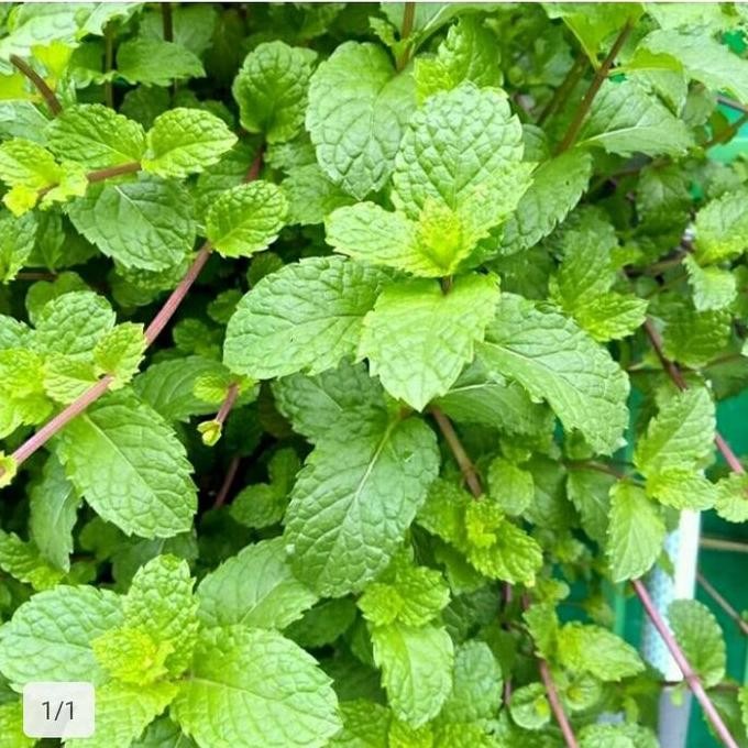 

Terlaris Bibit Tanaman Pohon Daun Mint Unggul Berkualitas