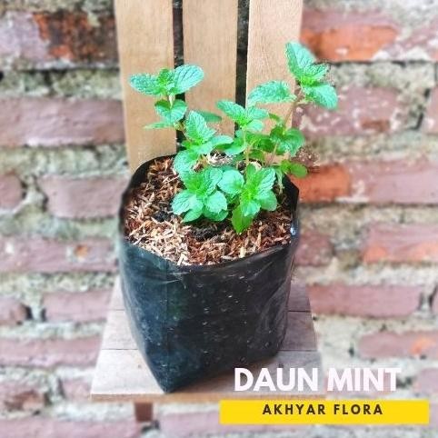 

Terlaris Tanaman Daun Mint Bibit Daun Mint
