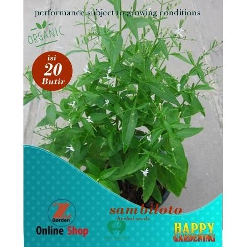 

Terlaris Aa Bibit Biji Benih Taman Herbal Sambiloto Isi 20Butir
