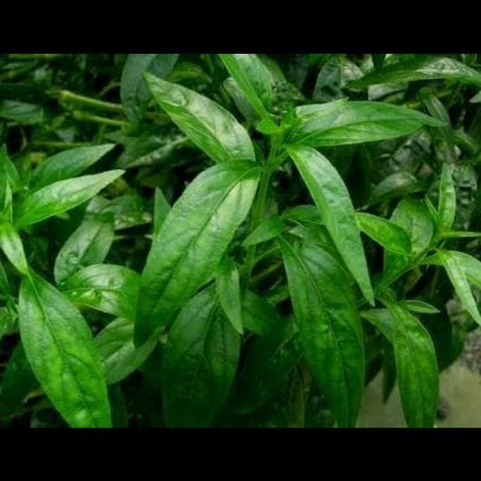 

Terlaris Bibit Tanaman Obat Herbal Daun Sambiloto