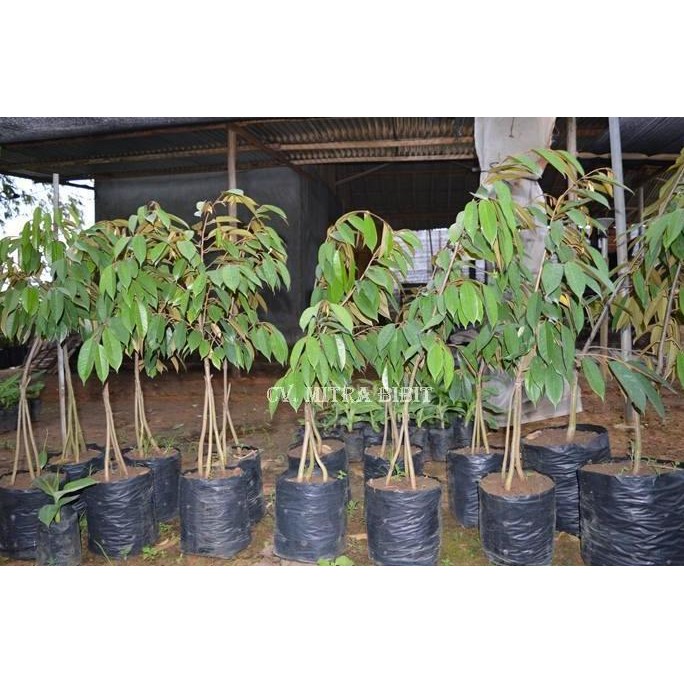 

Terlaris Bibit Durian Bhineka Bawor Asli Banyumas Tinggi 1M Di Jual Lokasi Purworejo Jawa Tengah