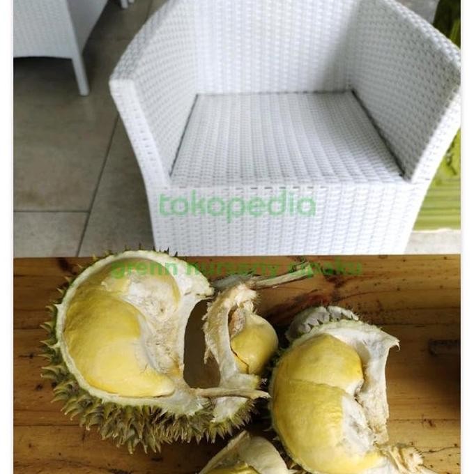 

Terlaris Promo Terlaris Bibit Durian Unggul Nokrajib 70Cm 3Tahun Siap Buah